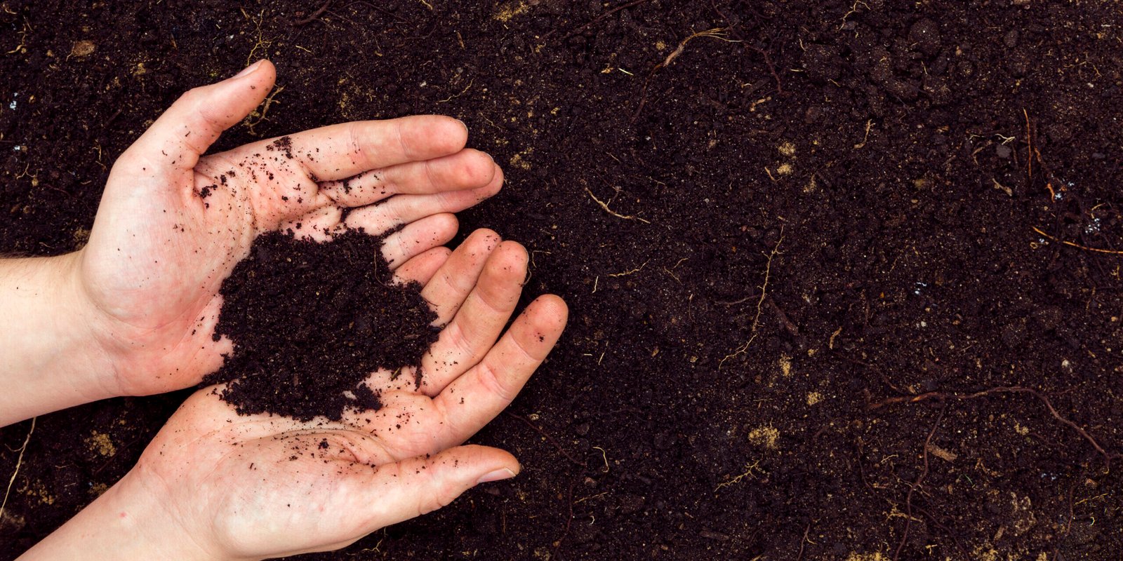 flat-lay-hands-with-soil-copy-space