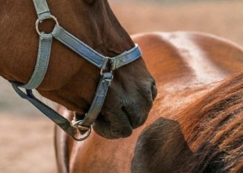 Nauja prekė gyvūnams – Black Balance